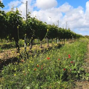 Le Pineau des Charentes d’Oléron décroche son AOC