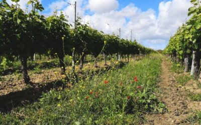 Le Pineau des Charentes d’Oléron décroche son AOC