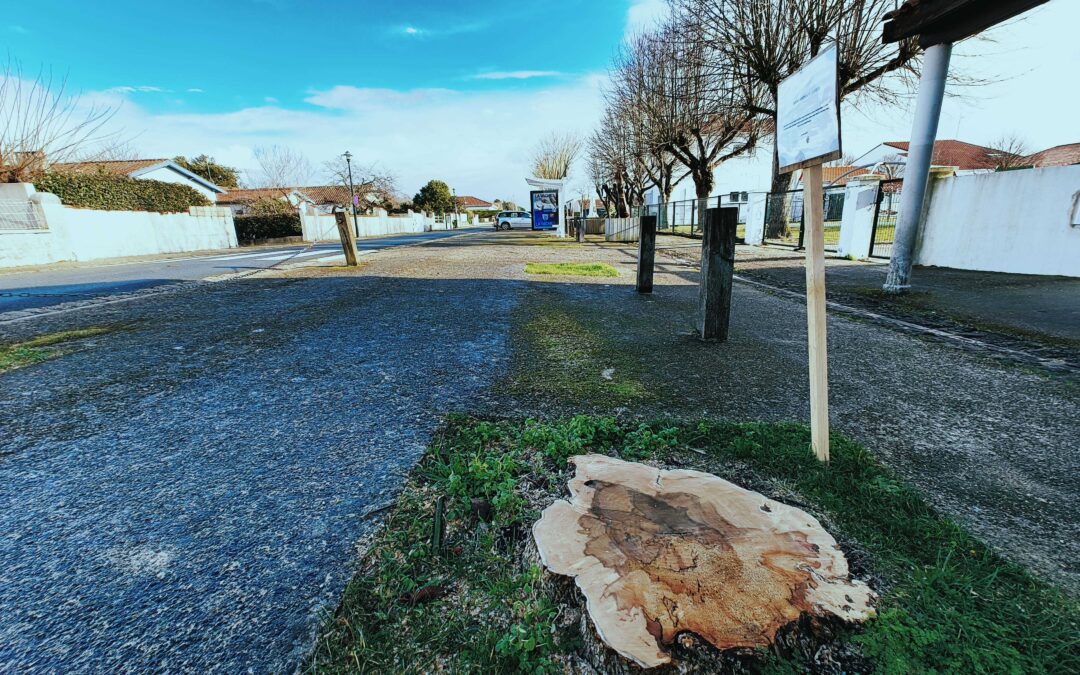 La Brée-Les-Bains. Les trois arbres abattus vont être remplacés