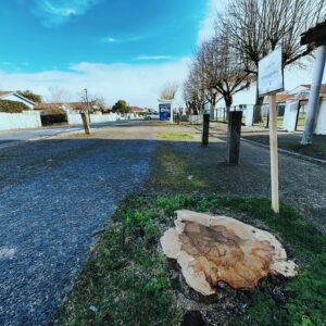 La Brée-Les-Bains. Les trois arbres abattus vont être remplacés