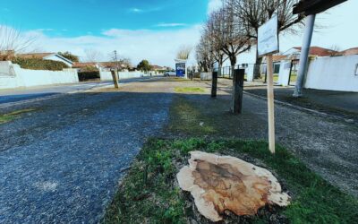 La Brée-Les-Bains. Les trois arbres abattus vont être remplacés